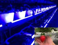 億光研發草莓專用轉色燈,香水草莓顏色轉紅比率增加30%!